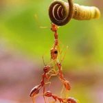 Vorba cântecului…. ce frumos dacă ne-am vedea fiecare de gradina sa….